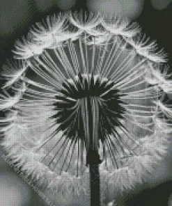 Black And White Dandelion Diamond Painting