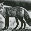 Black And White Fox Diamond Painting