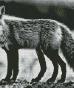 Black And White Fox Diamond Painting