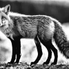 Black And White Fox Diamond Painting