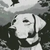 Black And White Labrador Diamond Painting