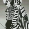 Black And White Zebra Diamond Painting