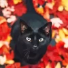 Black Cat In Autumn Leaves Diamond Painting