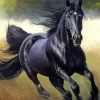 Black Horse Running In Field Diamond Painting