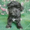 Black Morkie Diamond Painting