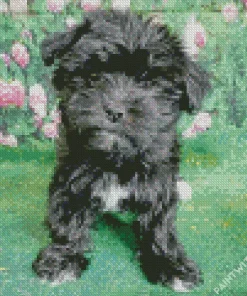 Black Morkie Diamond Painting