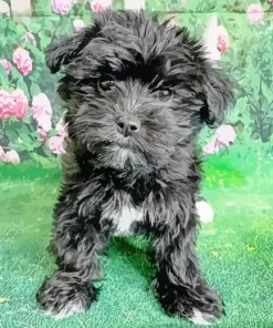 Black Morkie Diamond Painting