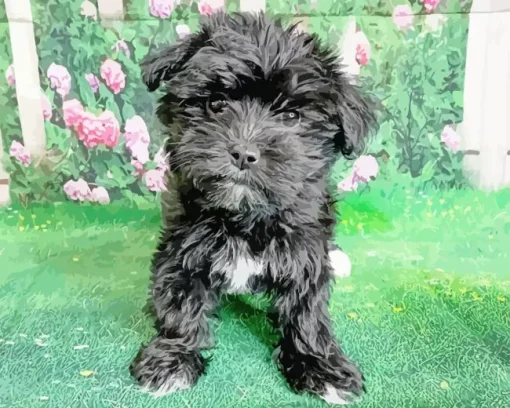 Black Morkie Diamond Painting