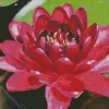 Black Water Lily Diamond Painting