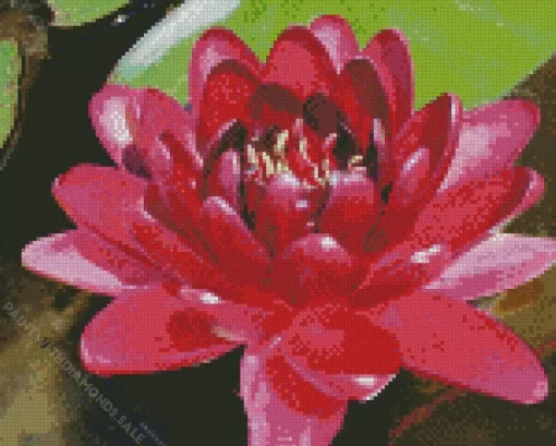 Black Water Lily Diamond Painting