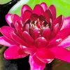 Black Water Lily Diamond Painting