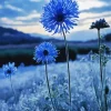 Blue Dandelions Diamond Painting