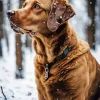 Brown Labrador In Snow Diamond Painting