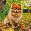 Brown Pomeranian Diamond Painting