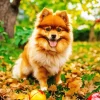 Brown Pomeranian Diamond Painting