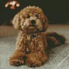 Brown Poodle Diamond Painting