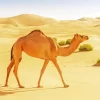 Camel Animal Diamond Painting