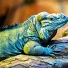 Cayman Blue Iguana Diamond Painting