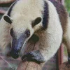 Close Up Northern Tamandua Diamond Painting