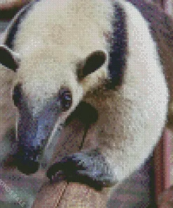 Close Up Northern Tamandua Diamond Painting