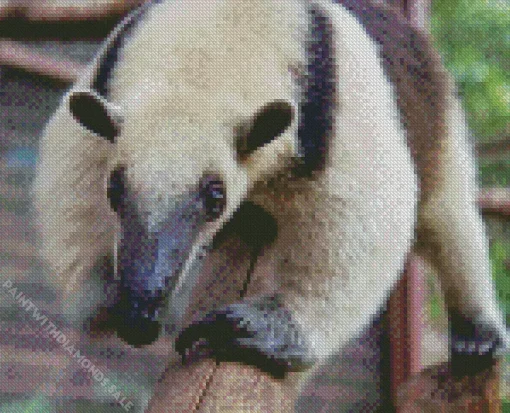 Close Up Northern Tamandua Diamond Painting