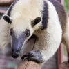 close up Northern Tamandua Diamond Paintings