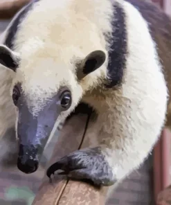 close up Northern Tamandua Diamond Paintings