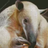 Close Up Southern Tamandua Diamond Painting