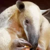 Close Up Southern Tamandua Diamond Painting