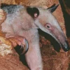 Close Up Lesser Anteater Diamond Painting