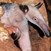 Close Up Lesser Anteater Diamond Painting