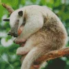 Close Up Silky Anteater Diamond Painting