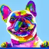 Colorful Pug Dog Diamond Painting