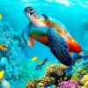 Coral Reef Sea Turtle Diamond Painting