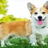 Corgi Pembroke Welsh Diamond Painting