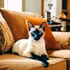 Cozy Siamese Cat On A Couch Diamond Painting