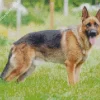 Cute German Shepherd Diamond Painting