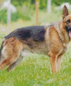 Cute German Shepherd Diamond Painting