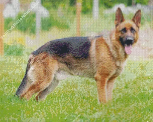 Cute German Shepherd Diamond Painting