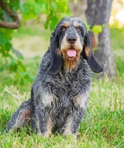 Cute Griffon Bleu De Gascogne Diamond Painting