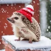 Cute Hedgehog In A Red Bonnet Diamond Painting