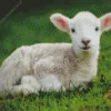 Cute Lamb Diamond Painting