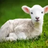 Cute Lamb Diamond Painting