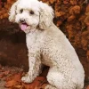 Cute Poodle Diamond Painting