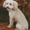 Cute Poodle Diamond Painting