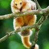 Cute Silky Anteaters Diamond Painting