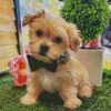 Cute Morkie Dog Diamond Painting