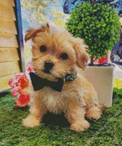 Cute Morkie Dog Diamond Painting