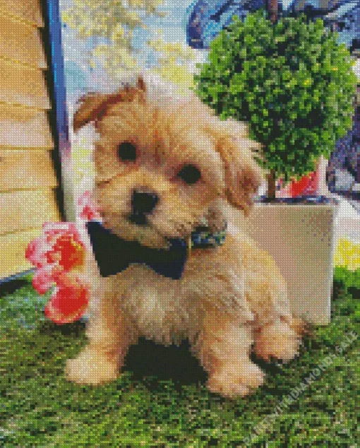 Cute Morkie Dog Diamond Painting