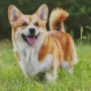 Cute Pembroke Welsh Corgi Dog Diamond Painting